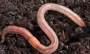 Дощові черв’яки — життєвий цикл, що їдять, як розводити, відео