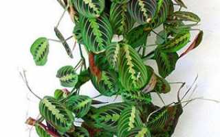 Маранта трецветная молитовне рослина — догляд в домашніх умовах за маранту триколор, фото, відео