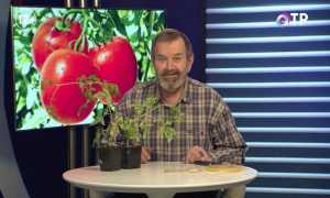 Щеплення томатів на два кореня зрощенням — аблактіровкі. Відео