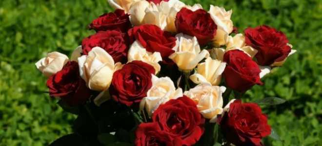 Хвороби троянд з фото і описом, способи лікування і обробки