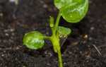 Филодендрон з насіння: як правильно посіяти і виростити, відео