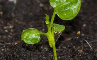 Филодендрон з насіння: як правильно посіяти і виростити, відео