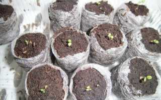 Посів і вирощування насіння петуній в торф’яних таблетках, відео