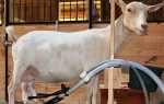 Доїльний апарат для кіз — міні апарат, ручний, виготовлений своїми руками, відео