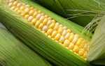 Вирощування кукурудзи — посадка і догляд у відкритому грунті на дачі, технологія обробітку, норма висіву, удобрення, відео
