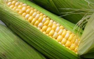 Вирощування кукурудзи — посадка і догляд у відкритому грунті на дачі, технологія обробітку, норма висіву, удобрення, відео