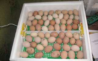 Температура в інкубаторі для курячих яєць, температурний режим для різних етапів розвитку і виведення курчат, таблиця температур, відео