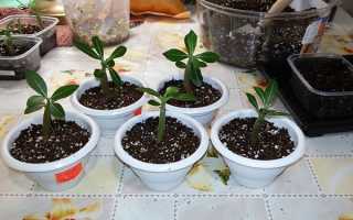 Адениум — субстрат для успішного вирощування кімнатної рослини, відео