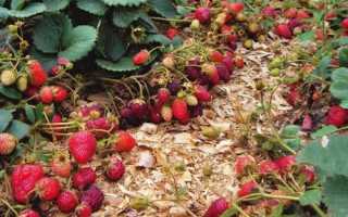 Як вирощувати полуницю, способи посадки саджанців, відео