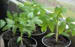 Як садити томати на розсаду 2019: правила посіву в домашніх умовах |