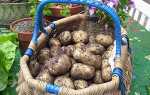 Терміни дозрівання картоплі та особливості збирання бульб, відео