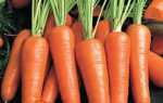 Посадка моркви під зиму: як і коли садити моркву під зиму