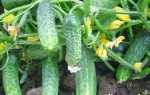 Вирощування розсади огірків в домашніх умовах
