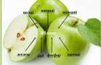 Які вітаміни в яблуках і як вибрати найбільш корисні плоди, відео