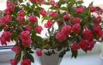 Ахіменеси — правила вирощування та догляду для пишного цвітіння, відео