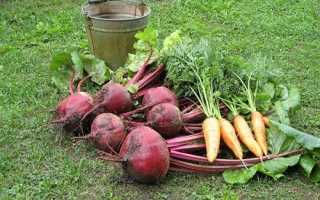 Коли збирати буряки і морква: важливі нюанси для вдалого зберігання, відео