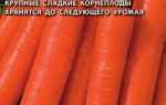 Морква Балтімор f1: опис сорту, рекомендації по вирощуванню та зберігання