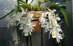 Орхідея целогина — як виростити, посадка, догляд, розмноження, відео
