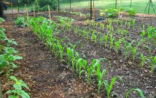 Коли садити кукурудзу у відкритий грунт, на розсаду, в Україні, регіонах Росії, відео