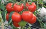 Як правильно вирощувати помідори — в теплиці, поради, відео