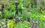 Корисні трави на городі — як виростити, схема посадки, відео