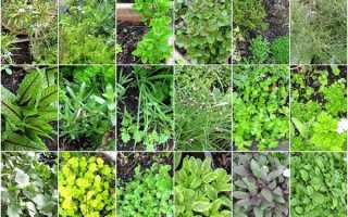Корисні трави на городі — як виростити, схема посадки, відео