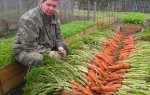 Високі грядки — кращий спосіб вирощування моркви відео
