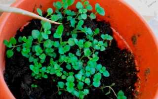 Вирощування розсади чебрецю — терміни посіву, догляд, відео