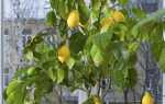 Як виростити лимон вдома, основні правила, відео