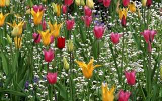 Тюльпани лилиецветних, характерні особливості, сорти, відео