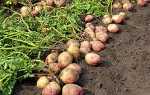 Проволочник в картоплі — як позбутися від небезпечного шкідника + відео
