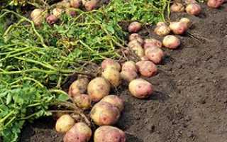 Проволочник в картоплі — як позбутися від небезпечного шкідника + відео