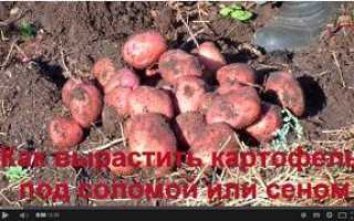 Відео як виростити картоплю під сіном або соломою