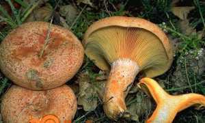 Рижик гриб — фото і опис, як готувати, відео, корисні властивості і протипоказання