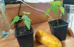 Як виростити папайю з кісточки в домашніх умовах, відео