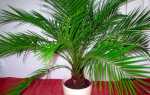 Пальма фінікова — види для вирощування вдома, догляд, відео