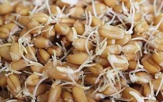 Як проростити пшеницю, користь і шкода пророщеної пшениці, поради лікарів, відео