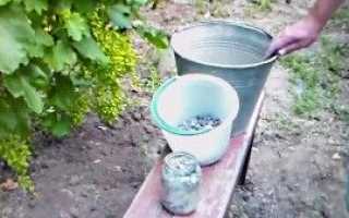 Деревна зола, як вид добрива виноградника — відео