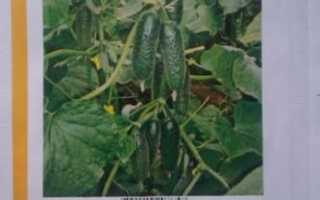 Огірок Кібріт F1: опис сорту, фото, рекомендації по вирощуванню