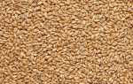 Пшениця — корисні властивості пшеничного молочка, як приготувати напій, відео