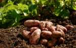 Особливості вирощування картоплі: агротехніка. Як виростити картоплю? фото