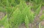 Хвощ польовий трава. Опис, особливості, види і властивості хвоща польового