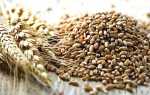 Як варити пшеничну кашу на молоці в мультиварці, користь і шкода, відео