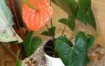 Антуріум Андре — особливості омолодження і розмноження старого квітки, відео