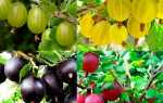 Агрус — огляд кращих сортів для вирощування на дачі, відео