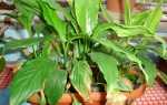 Спатифіллум — проблеми вирощування, в’янення, пожовтіння листя, відео