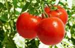 Підживлення томатів тепличних після висадки під час плодоносіння і цвітіння: специфіка процедури, що потрібно знати пізньої весною 2019 |