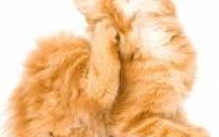 Кот свербить, але бліх немає: основні причини сверблячки
