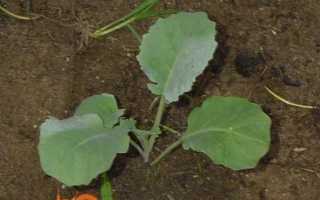 Як виростити капусту білокачанну. Вирощування розсади капусти