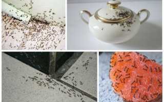 Як позбутися від мурашок в будинку — народні методи боротьби, відео